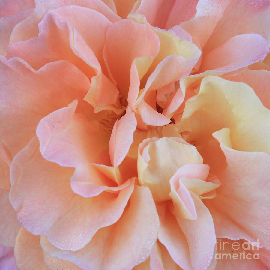 Beautiful Rose Petals Macro Photograph