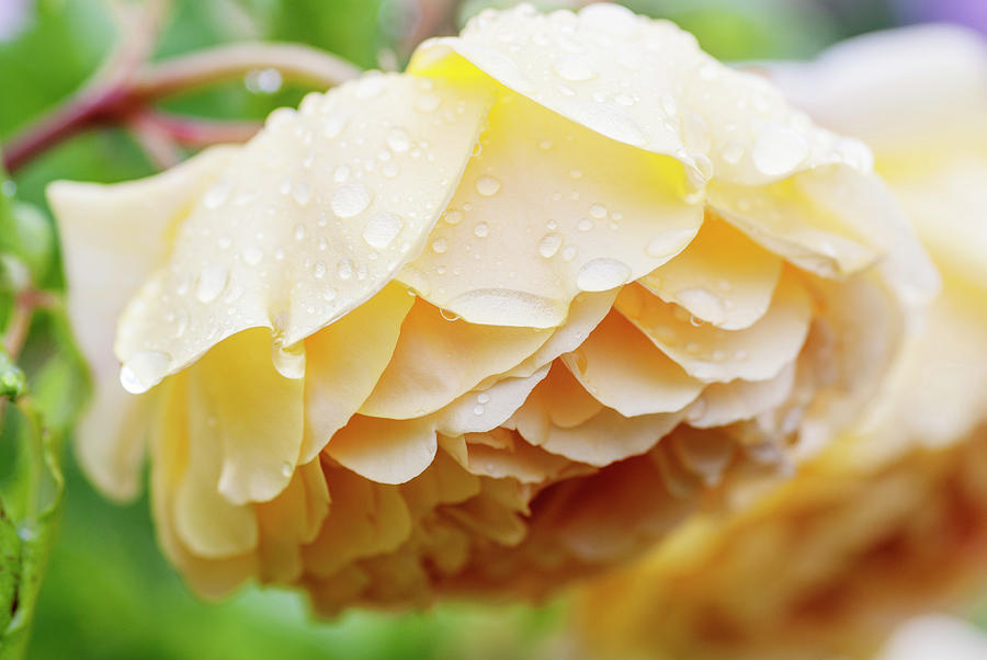 Beautiful rose rinsed in rain Photograph by Vishwanath Bhat