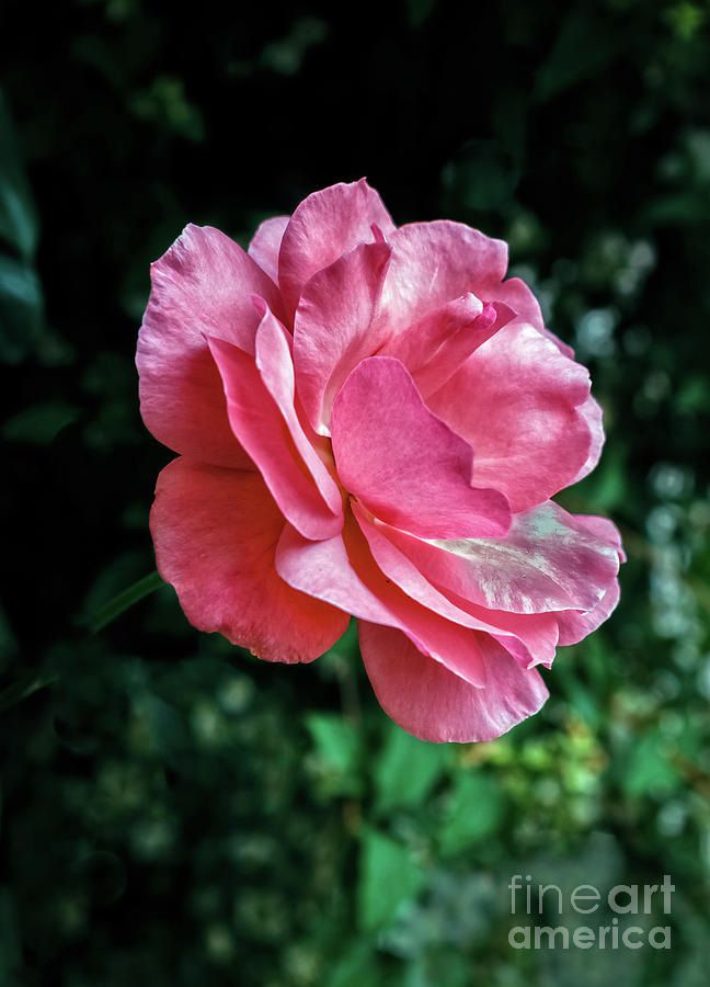 Beautiful Rose Photograph by Robert Bales