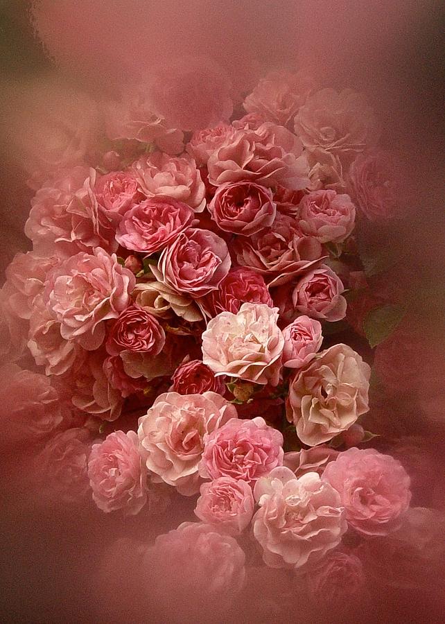 Beautiful Roses 2016 Photograph by Richard Cummings