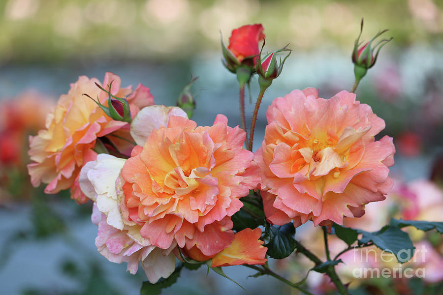 Beautiful Roses  Photograph by Carol Groenen