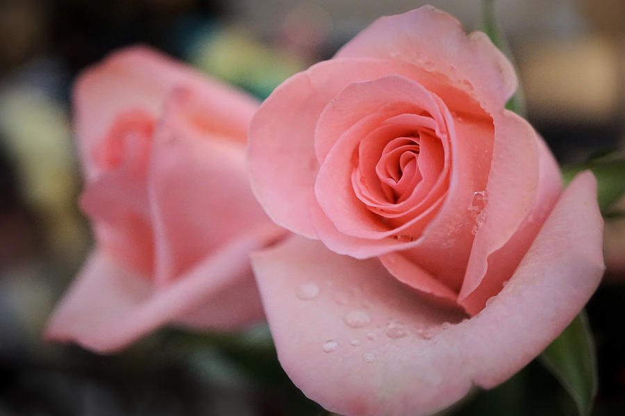 Beautiful Roses Photograph by Lilia D