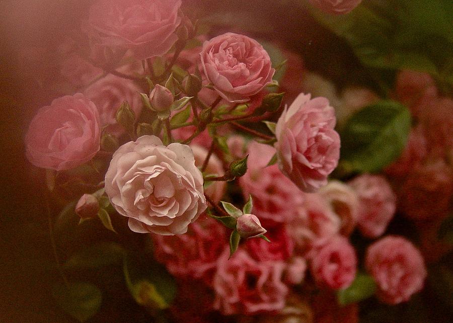 Beautiful Roses 2016 No. 2 Photograph by Richard Cummings