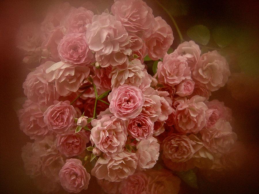 Beautiful Roses 2016 No. 3 Photograph by Richard Cummings