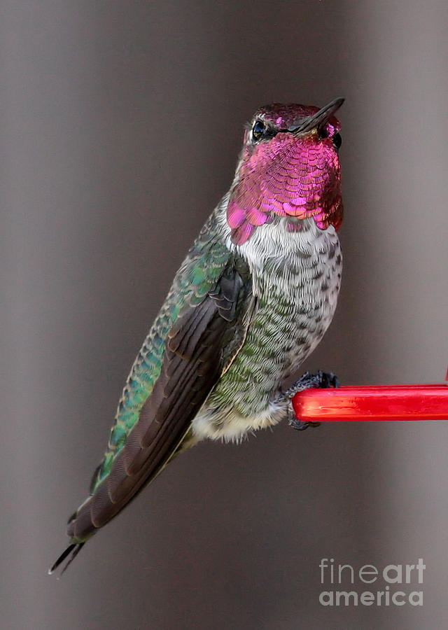 Beautiful Ruby-Throated Hummingbird Photograph by Carol Groenen