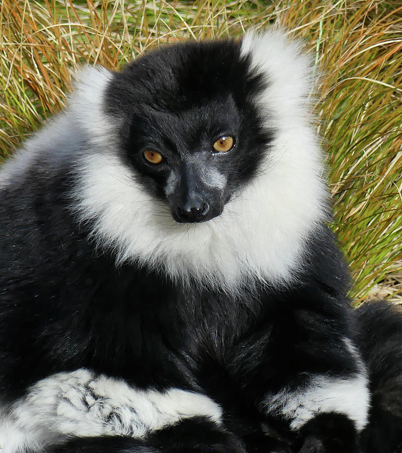 Beautiful Ruff - Black And White Ruffed Lemur Photograph by Margaret Saheed