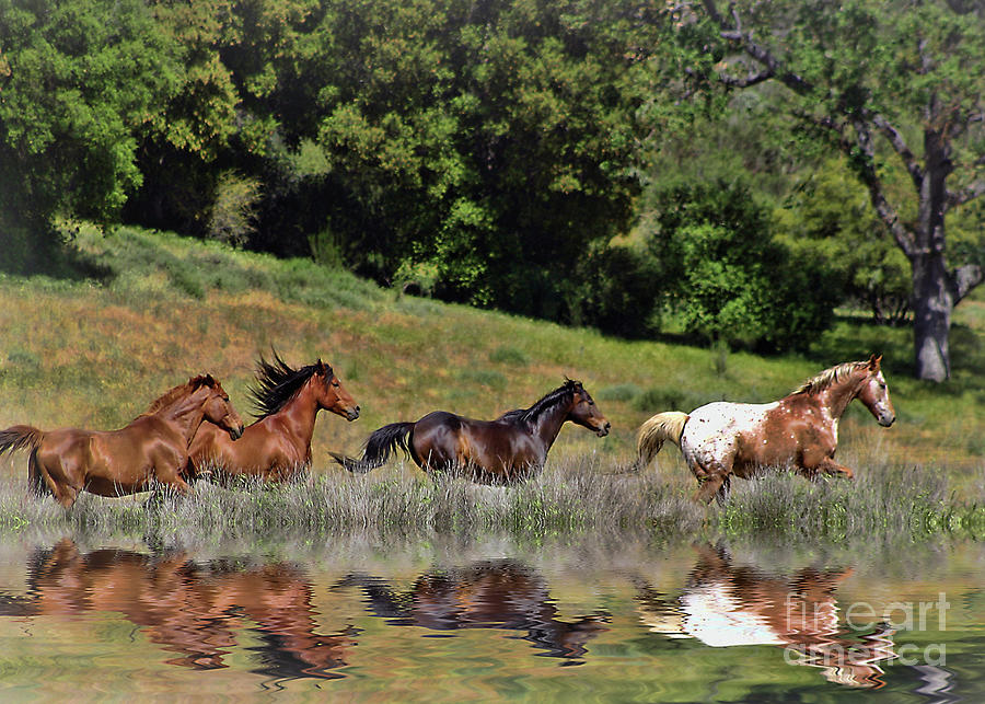 Beautiful Running Herd of Horses with Reflection Photograph by Stephanie  Laird