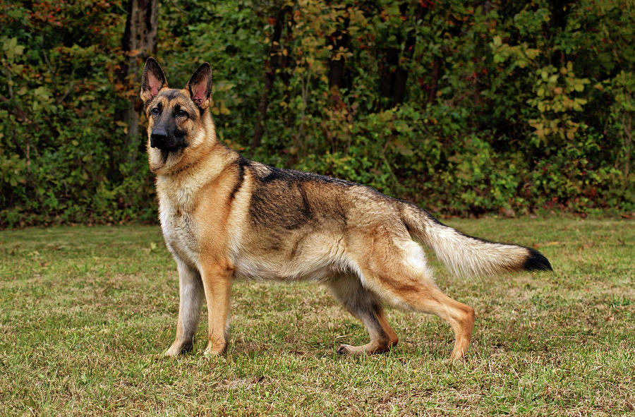 Dog Photograph - Beautiful Sable German Shepherd by Sandy Keeton