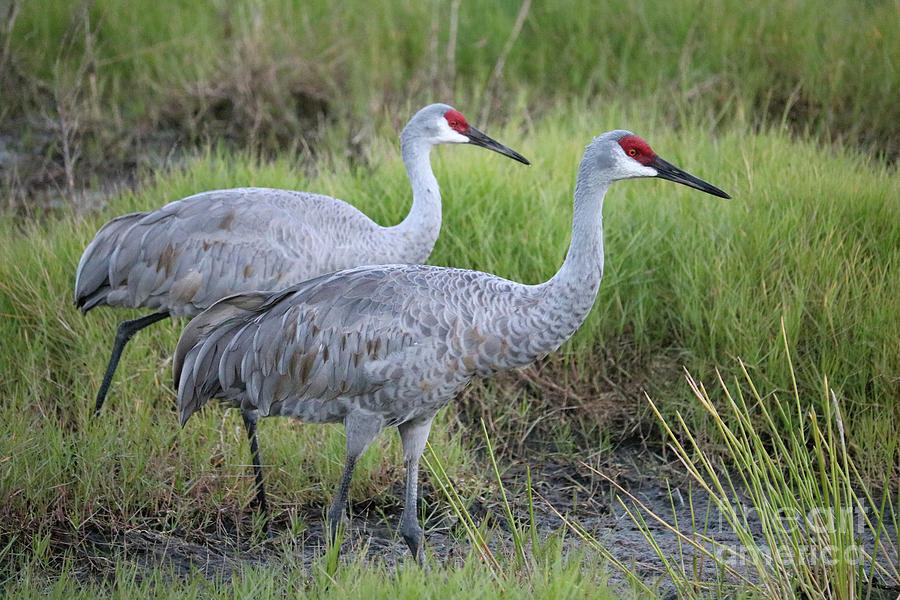 Wildlife Photograph - Beautiful Sandhill Crane Pair in Marsh by Carol Groenen