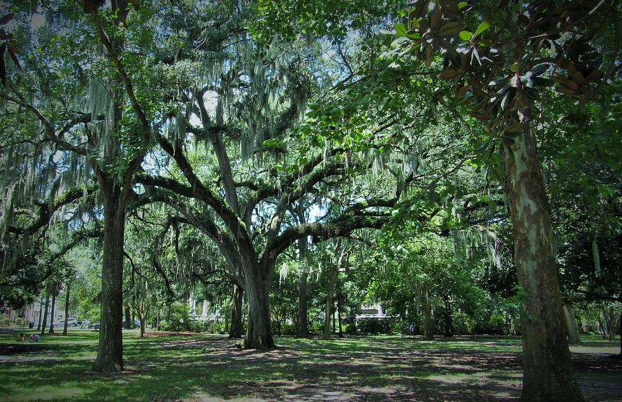 Beautiful Savannah Photograph by Tammy J - Fine Art America