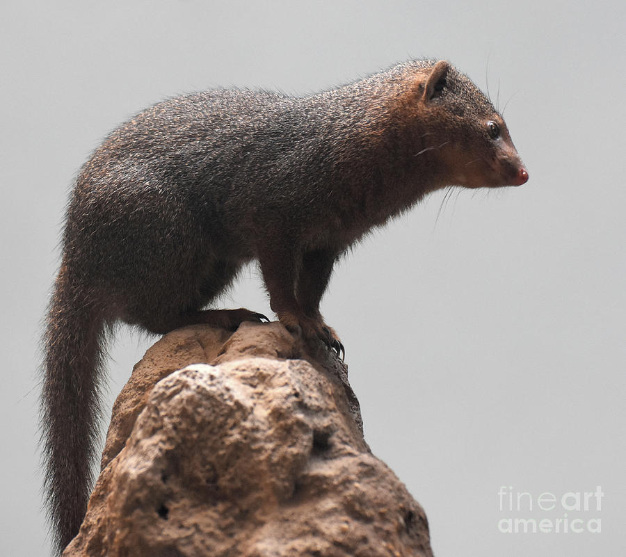 Beautiful Scenic Image of a Brown Dwarf Mongoose Photograph by DejaVu Designs