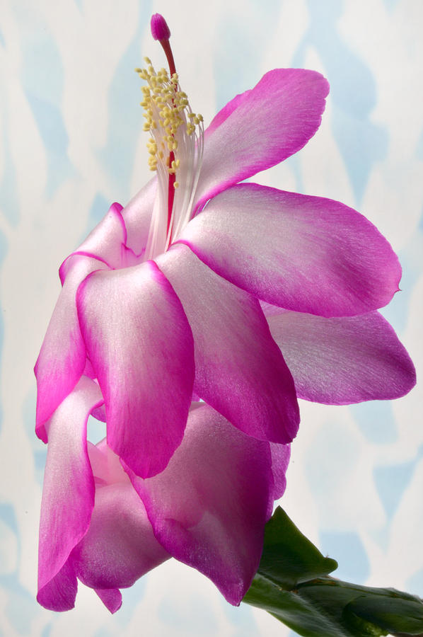 Flower Photograph - Beautiful Schlumbergera. by Terence Davis