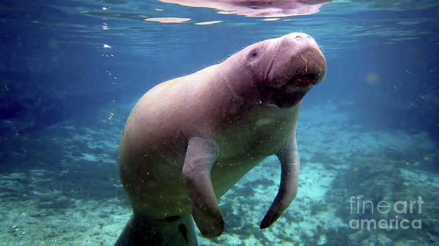 Beautiful Sea Cow Photograph by D Hackett