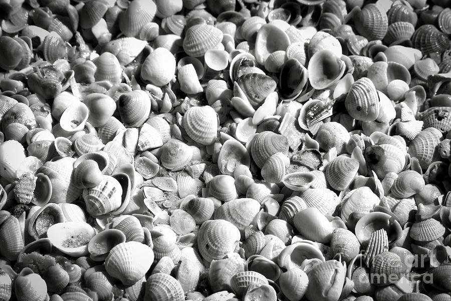 Beautiful Seashells Black and White Photograph by Carol Groenen