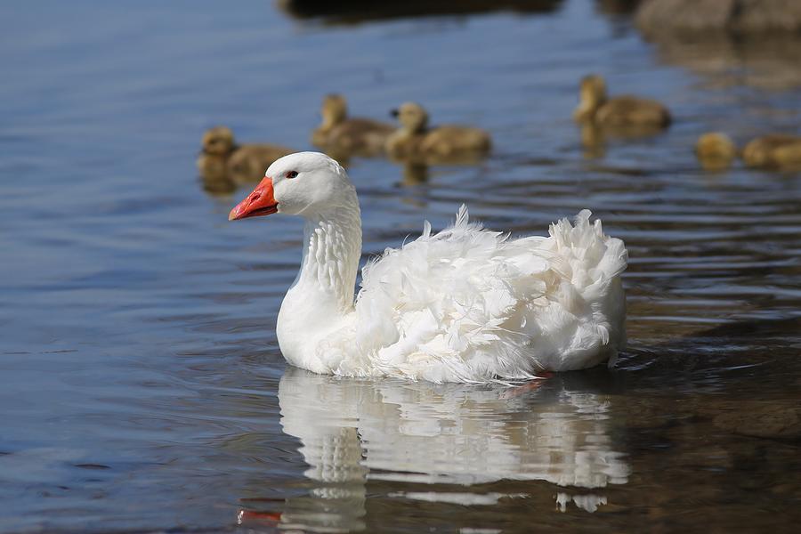 Beautiful Sebastopol goose Photograph by Lynn Hopwood