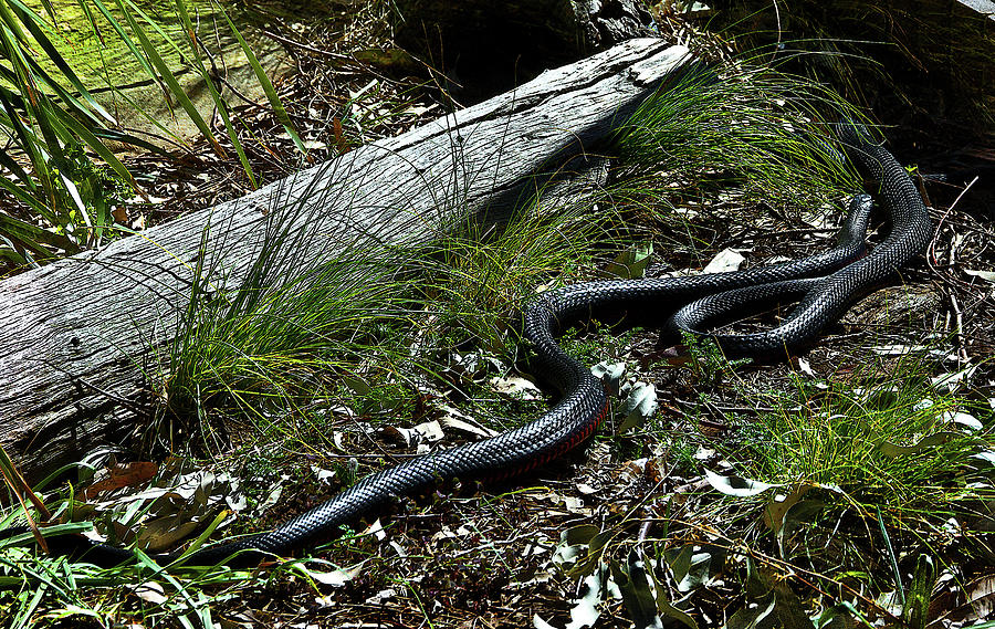 Snake Photograph -  Beautiful Serpents by Miroslava Jurcik