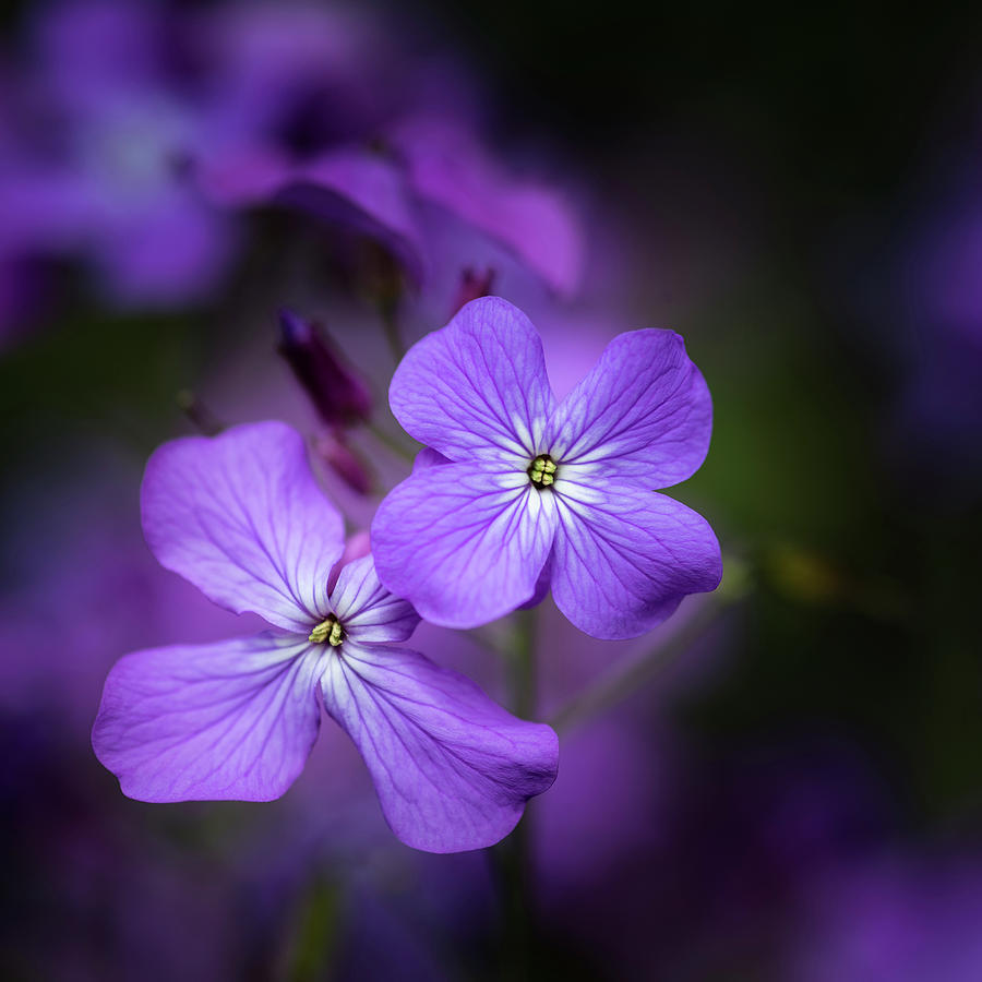 Beautiful shallow depth of field close up image of Honesty flowe ...