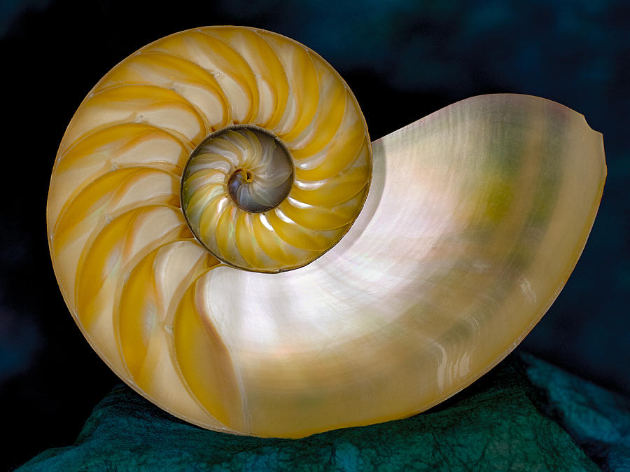 Beautiful Shell Photograph by Jean Noren