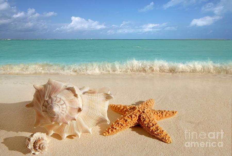 Beautiful Photograph - Beautiful Shell on Sand by Boon Mee