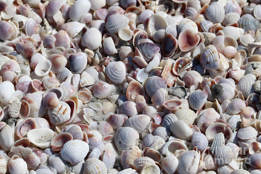 Beautiful Shells Photograph by Carol Groenen