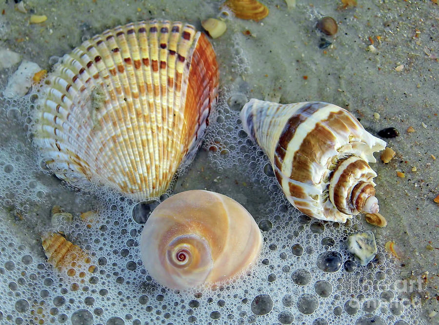 Beautiful Shells In The Surf Photograph by D Hackett