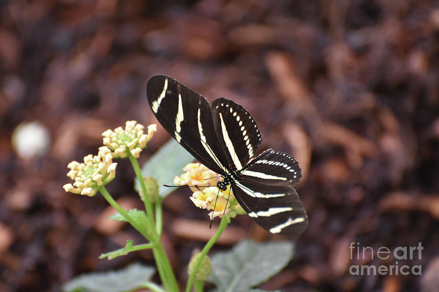 Beautiful Shot of a Zebra Butterfly in the Spring Photograph by DejaVu Designs