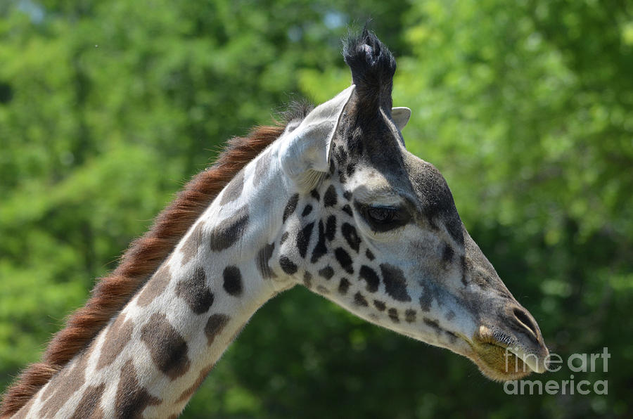 giraffe face side