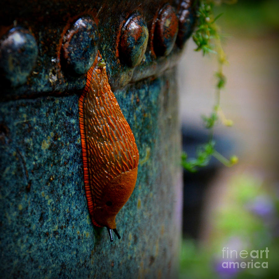 Beautiful Slug Photograph by Tatyana Searcy