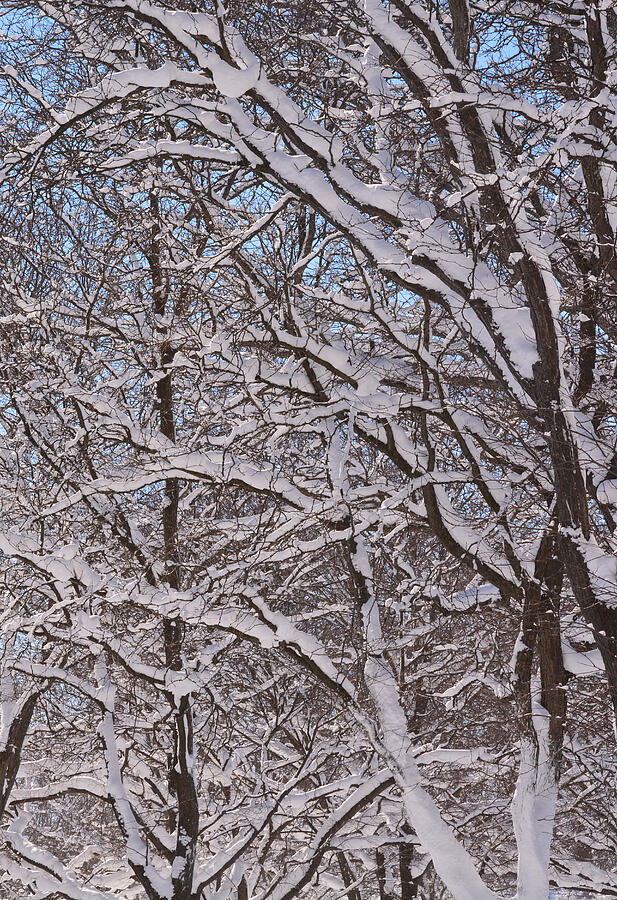 Winter Photograph - Beautiful Snow by Richard Andrews