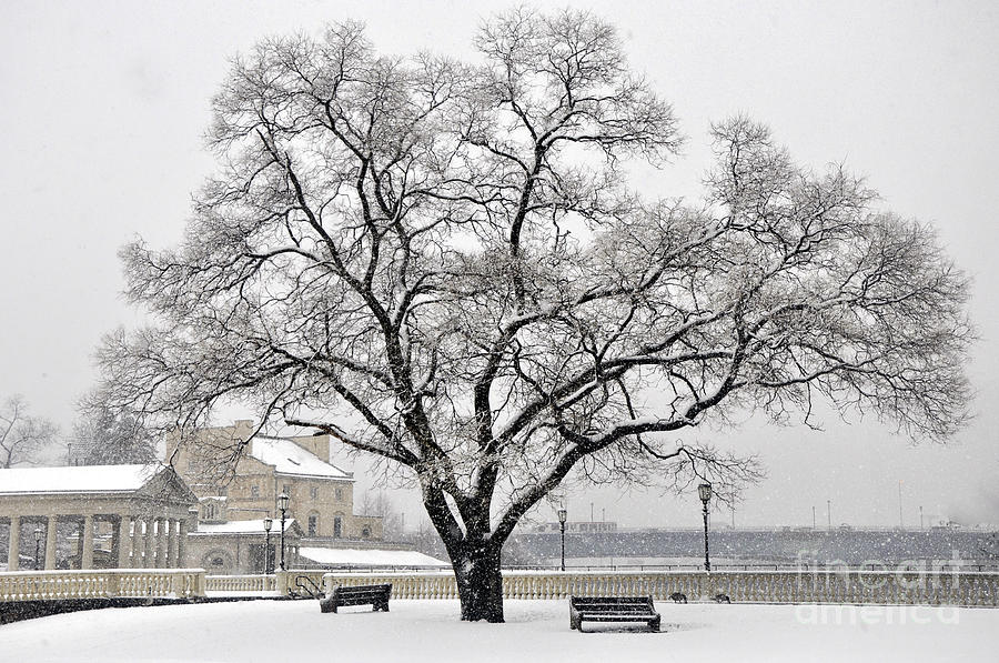 Beautiful snow tree Photograph by Andrew Dinh