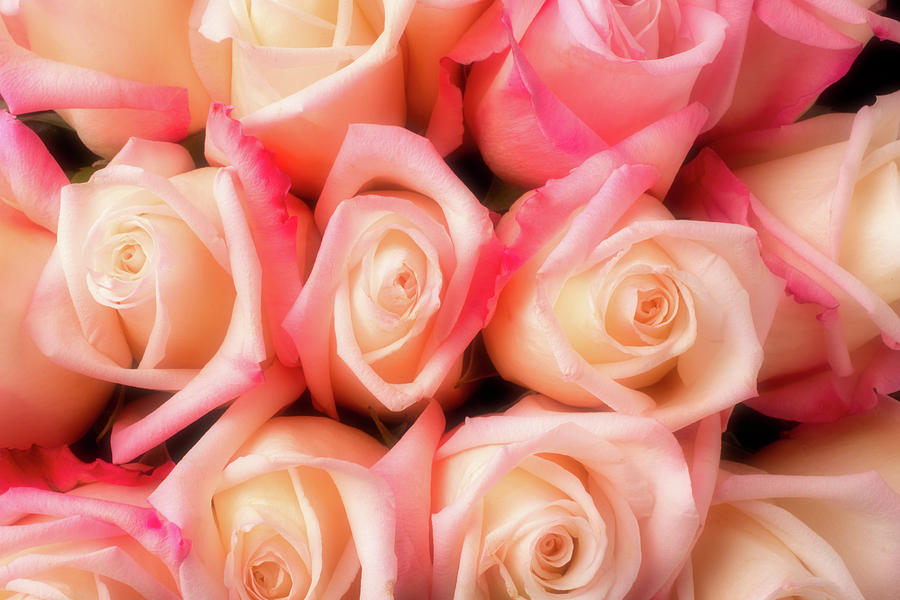 Beautiful Soft Pink Roses Photograph by Garry Gay