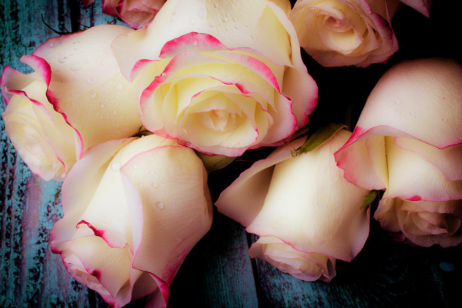 Beautiful Soft Pink White Roses Photograph by Garry Gay