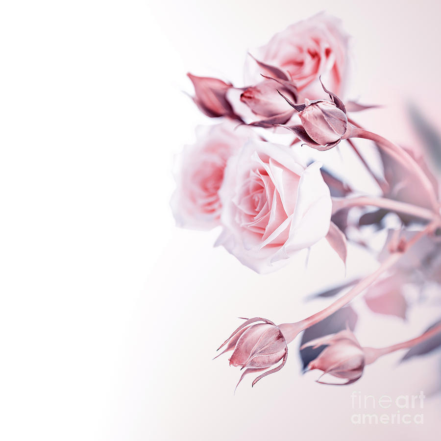 Beautiful soft roses Photograph by Anna Om