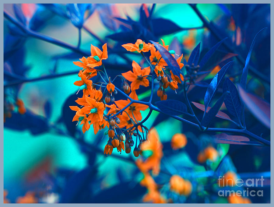 Beautiful Solanum Septemiobum flowers by Lance Sheridan-Peel Beautiful Solanum Septemiobum flowers by Lance Sheridan-Peel