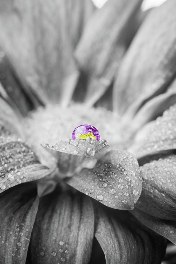  Beautiful Splash of Purple on a Daisy in the Garden Photograph by Tammy Ray