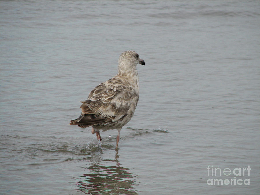 Beautiful Spotted Seagull Wading into Coastal Water Photograph by DejaVu Designs