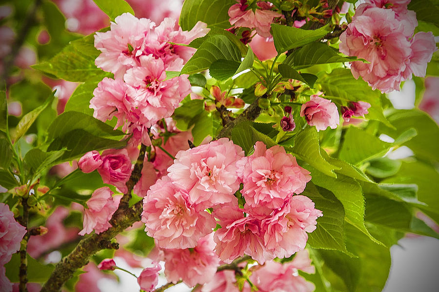 Beautiful Spring Blossoms - Floral Landscape Photograph by Barry Jones