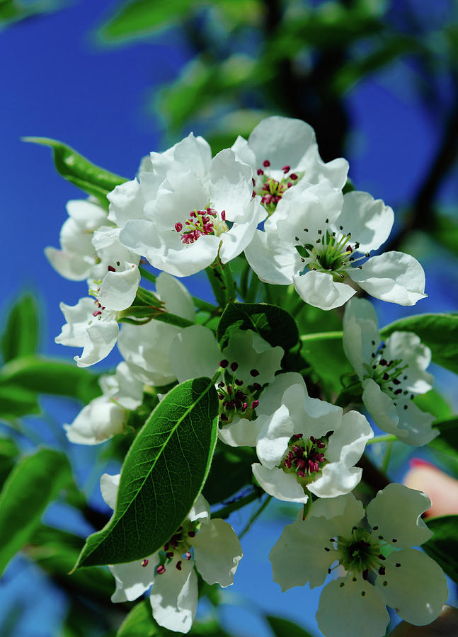 Beautiful Spring Flowering Pear Photograph