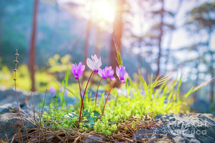 Beautiful spring flowers Photograph by Anna Om