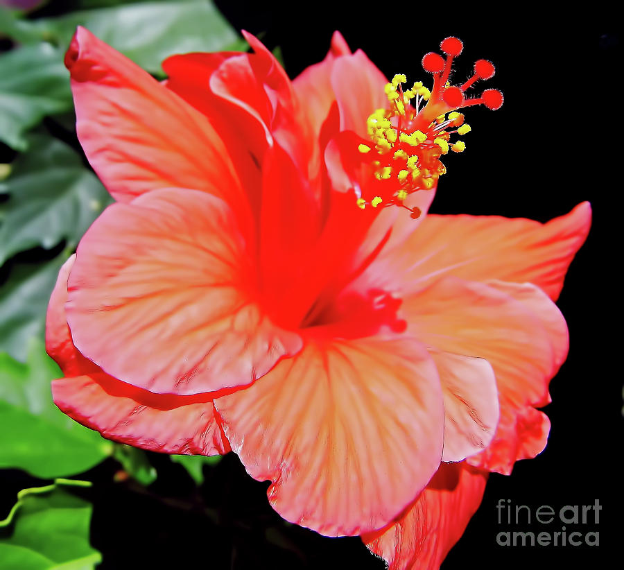 Beautiful - Spring - Hibiscus Photograph by D Hackett