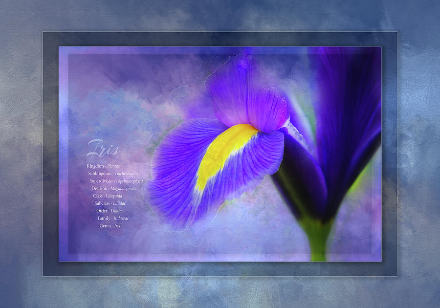 Beautiful Spring Iris Digital Art by Terry Davis