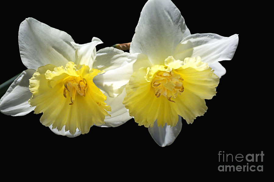 Beautiful Spring Life Of Two Daffodils Photograph by Joy Watson