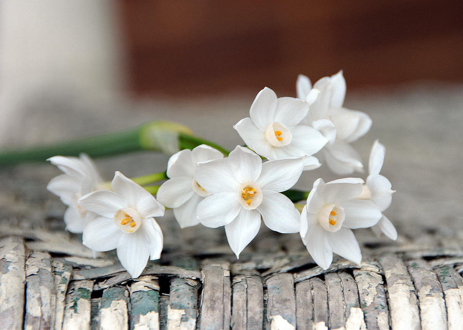 Beautiful Spring Paperwhites Photograph by Carla Parris