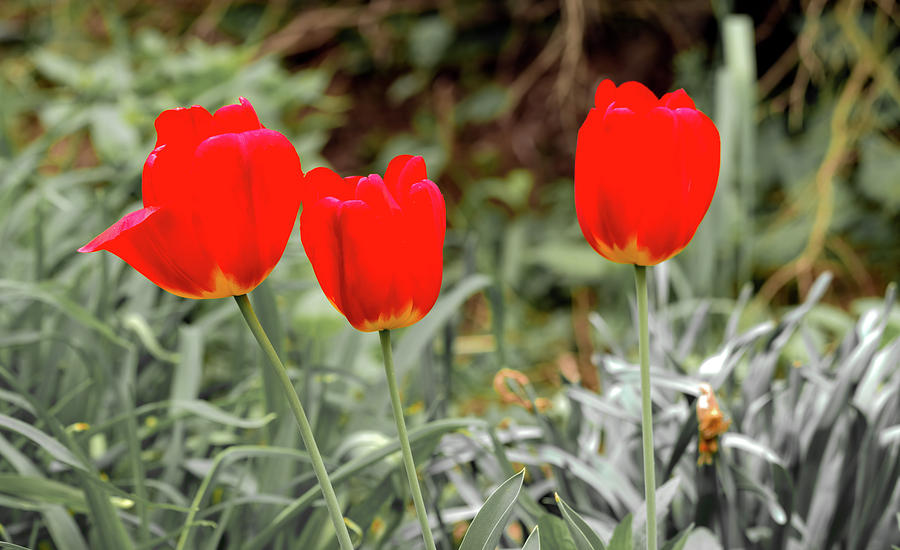 Beautiful Spring Tulips Photograph by Sam Rino