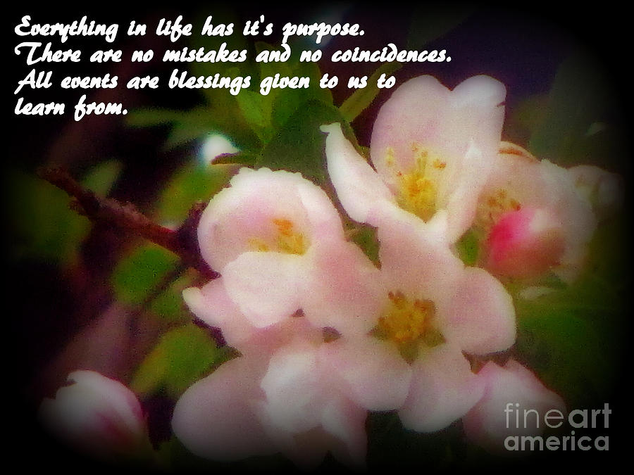 Beautiful Springtime Blooms With Life Quote Photograph by Kay Novy