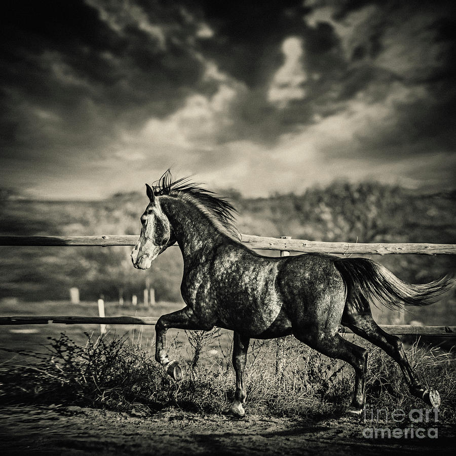 Beautiful stallion running Photograph by Dimitar Hristov