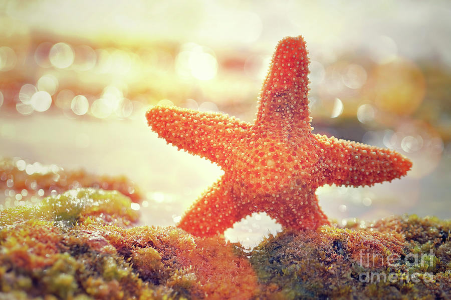 Beautiful starfish Photograph by Anna Om