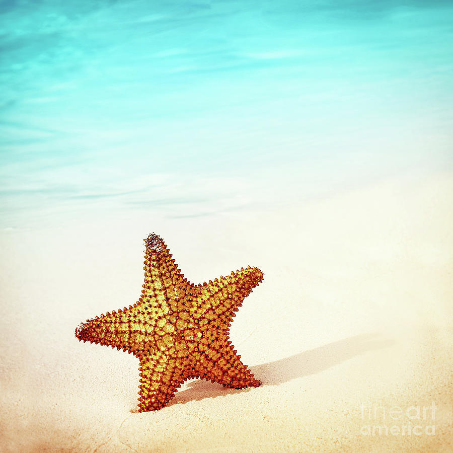 Beautiful starfish background Photograph by Anna Om