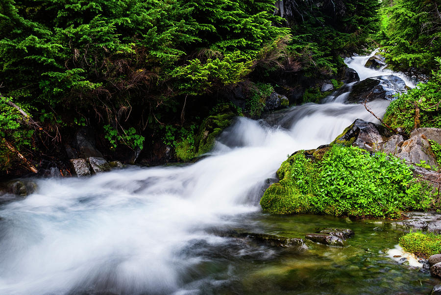 Beautiful stream in Mt Rainier National Park Photograph by Vishwanath Bhat