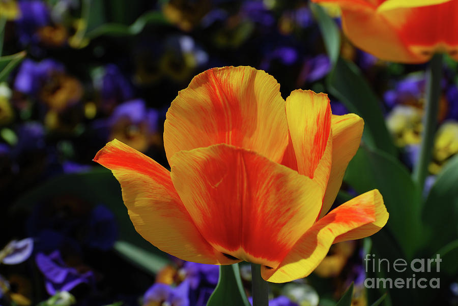 Beautiful Striped Yellow and Red Flowering Tulips  Photograph by DejaVu Designs